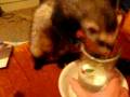 Seriously Funny - Ferret VS Jalapeno Pepper