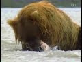 Brown Bear Attack Deer