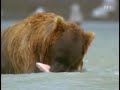 brown bear attack deer