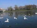 videos de Freestyle Slalom Impressions from Cracow 2008 (miko)