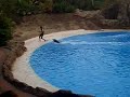 Loro Parque Tenerife Delphin Show 2006