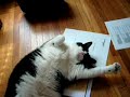 Fat Cat Calisthenics