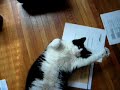 Fat Cat Calisthenics