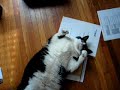 Fat Cat Calisthenics
