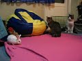 bunny plays with cats bunny plays with cats