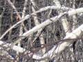 \"Birches\"- By: Robert Frost \"Birches\"- By: Robert Frost