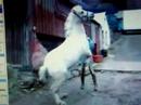 i got tagged rearing pony and dressage