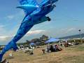 videos de The Life and Times of Sharky the Hippie Kite