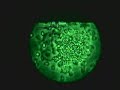 Toxoplasma gondii emerging out from fibroblasts
