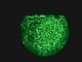 Toxoplasma gondii emerging out from fibroblasts