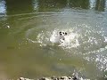 Lexi going for a swim