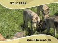 black-wolf.html