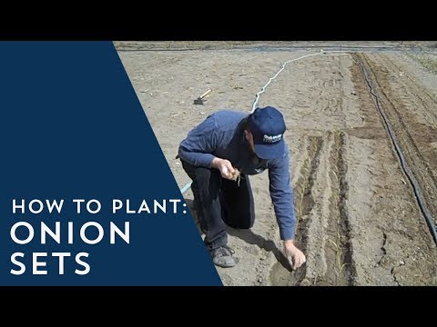 how to fertilize onion sets