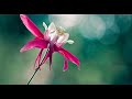 A. Vivaldi: RV 427 / Concerto for flute, strings & bc in D major / Academia Montis Regalis