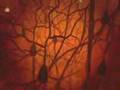 Neuron Network