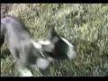 Boston Terrier video