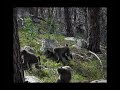 Cape Peninsula Chacma Baboons Cape Peninsula Chacma Baboons