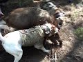 Hog Hunting