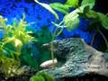 videos de New Betta