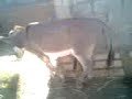 MOV0168A.3gp