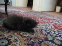 Cute kitten , Very cute meow song !