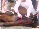 Video demostrativo de la castracion de un caballo - Primera parte