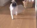 日東電工 PUG CM