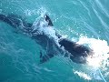 Shark Gansbaai