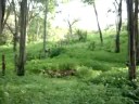 IL TERRENO - IO LUCA E MOSE-2