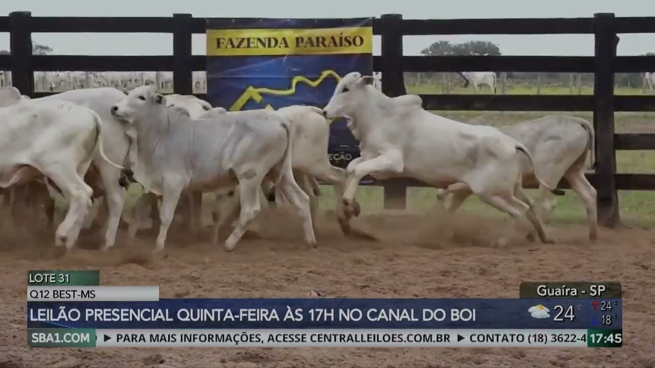 Leilão Q-12 Best MS oferta gado de corte no Canal do Boi