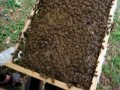 China Lychee Bee Farm part 2 of 2 China Lychee Bee Farm part 2 of 2