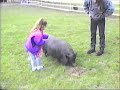 Clapping Pigs At Safari Park.wmv Clapping Pigs At Safari Park.wmv