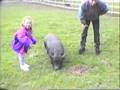 Clapping Pigs At Safari Park.wmv