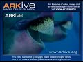 Parrotfish - Fauna Clips