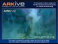 Parrotfish - Fauna Clips