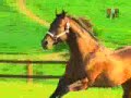 haras flor do campo