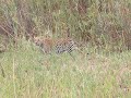 South Africa... Leopards