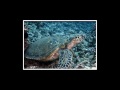 A Scuba Diving Adventure with Pete Sebastian - Maui