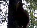 Pine Marten pt. 3 Pine Marten pt. 3