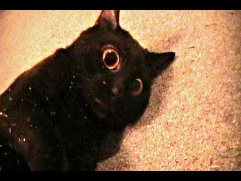 Sylvester's Catnip Overdose (TKC 7.5)
