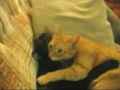 Котики