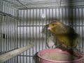 طيور نت -صور طيور الكناري