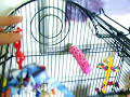 Lovebird Cage Set-Up for 2 Lovebirds Lovebird Cage Set-Up for 2 Lovebirds
