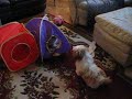 Hershe and Ermy playing