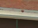 Freestyle Basketball