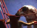 Claire Haigh vs Ifi Onuga Muay Thai fight
