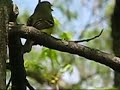 White-eyed Vireo