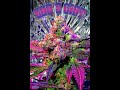 Sweet MaryJane /Free web hosting Sweet MaryJane /Free web hosting