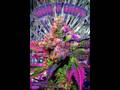 videos de Sweet MaryJane /Free web hosting