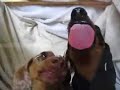 Dachsie ScreenWashers Dachsie ScreenWashers